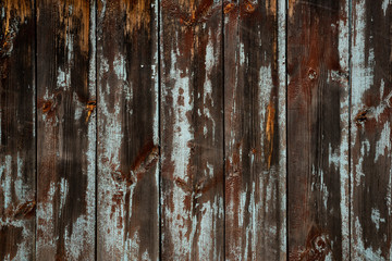 Wall Mural - The texture of an old wooden wall of boards with peeling blue paint