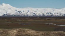 2 Alaskan Coastal Grizzly Brown Bears Graze In Grassy Marsh Land With Snowy Peak In Background. Aerial Drone Slides Right With Dry Grass Hill In Foreground.