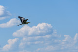 Fototapeta Na sufit - Gray heron flying in the blue sky against the background of white cumulus clouds