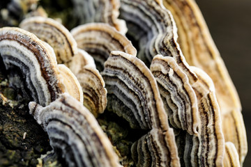 mushroom macro on a tree bark 12