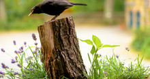 Eurasian Blackbird On A Branch 1