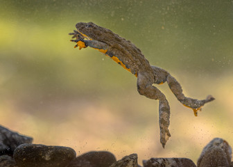 Wall Mural - Submersed swimming Yellow bellied toad