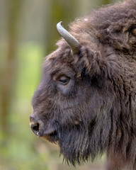 Poster - Sideview portrait of Wisent bull