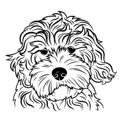 Wall Mural - Portrait of a dog. Portrait of the breed golden doodle. Black white illustration of a fluffy dog. Print for clothes. Doodle. Tattoo.