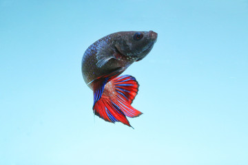Sticker - Siamese fighting fish, colorful and fierce