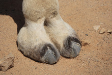 Huf Von Einem Kamel, Typischer Fuß Eines Paarhufers, Hintergrund Sand