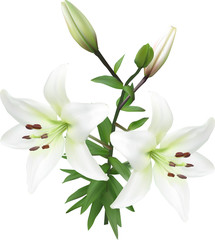 pure white lilly with two blooms and buds