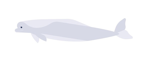 Sticker - White whale flat vector illustration