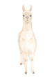 White Llama or alpaca  portrait watercolor hand drawn illustration isolated on white background. Cute mammal animal painting for design, print, fabric, background or wall art.