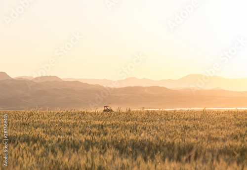 Beautiful scenic wheat harvest scene Fototapete