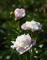 Canvas Print - White peonies in the garden