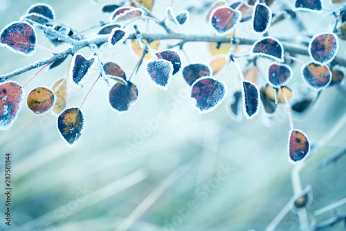 last-dry-yellow-leaves-in-hoarfrost-natural-autumn-background-soft-selective-focus