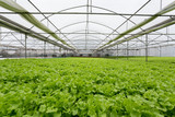 Fototapeta  - High quality hydroponic tecnology vegetable in the greenhouse farm.