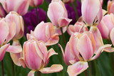 Fototapeta Tulipany - flowerbed with pink tulips in the park