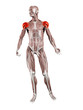 © Sebastian Kaulitzki - 3d rendered muscle illustration of the deltoid