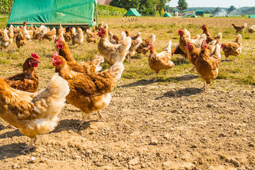 Free range chicken on a traditional poultry farm