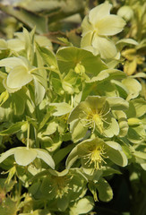 Wall Mural - Helleborus argutifolius