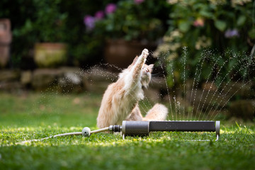 1 year old cream tabby ginger maine coon cat playing with lawn sprinkler water fountain outdoors in the garden raising it's paw looking up