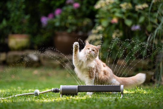 1 year old cream tabby ginger maine coon cat playing with lawn sprinkler water fountain outdoors in 