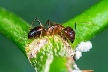 Wall Mural - Anoplolepis gracilipes or  yellow crazy ant on branch with green background, Thailand.