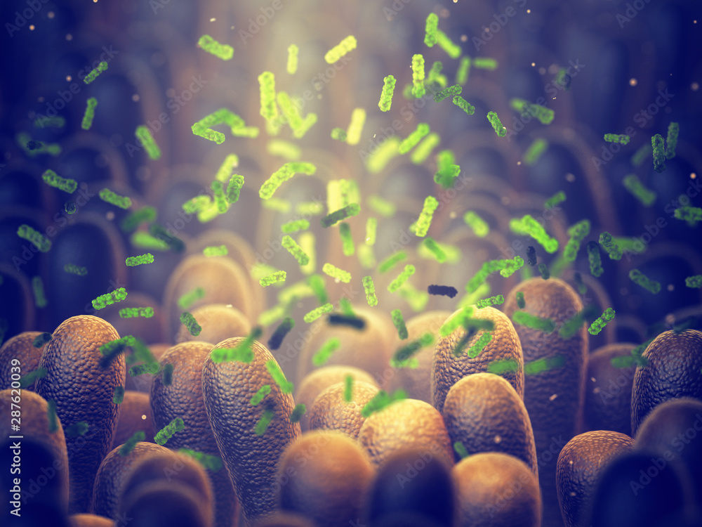 Intestinal bacteria, Gut microbiome helps control intestinal digestion and the immune system, Probiotics are beneficial bacteria used to help the growth of healthy gut flora - obrazy, fototapety, plakaty 