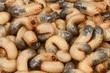 Larva may beetle