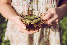 Closeup View Of Woman Hands Holding Tea Cup With Common Lady's Mantle Leaf Ground Infusion Tea In It Wearing Floral Summer Dress. Relaxing Herbal Tea Concept.