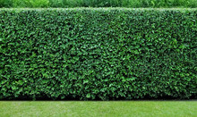 Green Grass And Tall Green Hedges