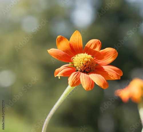 Fleur De Gerbéra Gerbera Aux Pétales Simples Qui Ressemble