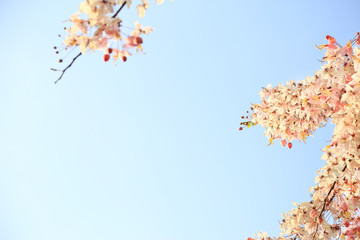 Wall Mural - Pink Wishing Tree (Other name: Pink Shower, Pink cassia, Pink and White Shower Tree flowers ; Scientific name: Cassia bakeriana Craib) flowers bunch against blue sky background.