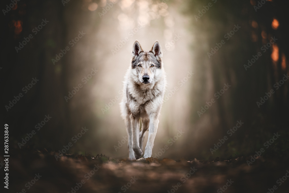 Obraz na płótnie Wolfdog portrait in natural environment in a wood w salonie
