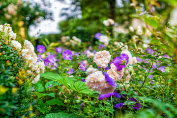 Poster - Rheinischer Sommergarten