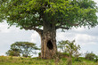 Baobab tree with big hollow in a trunk