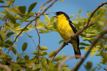 Wall Mural - Common Iora - Aegithina tiphia small yellow and black passerine bird found across the tropical Indian subcontinent with populations showing plumage variations, hunting insects - mantis