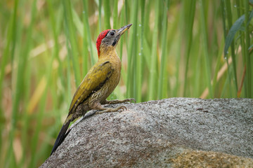 Wall Mural - Laced Woodpecker - Picus vittatus species of bird in the family Picidae, throughout Southeast Asia in Cambodia, China, Indonesia, Laos, Malaysia, Myanmar, Singapore, Thailand and Vietnam