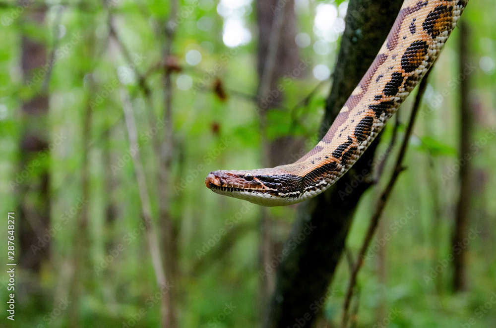 Sumatran short-tailed python ( Python curtus ) is creeping. The snake ...