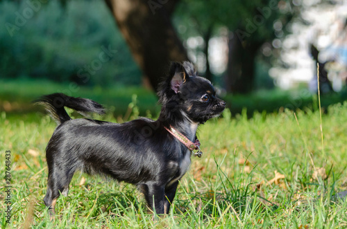 A Long Hair Apple Head Chihuahua Toy Dog Young Energetic Dog Is