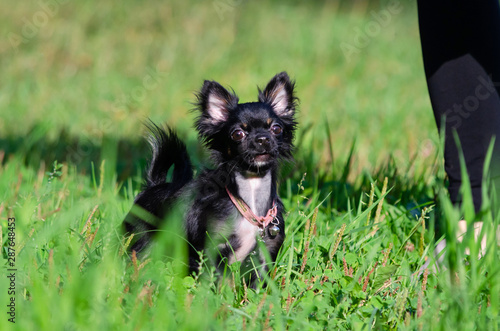A Long Hair Apple Head Chihuahua Toy Dog Young Energetic Dog Is