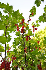 Wall Mural - Bottom view of ripe red currant berries on bush.