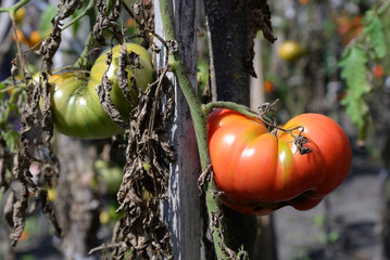 Wall Mural - Tomatoes grow on a tomato bush.