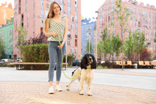 Woman Walking English Springer Spaniel Dog Outdoors