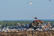 A lot of seagull and stork pillet dump looks for and fights for human discarded food,