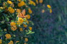 Mini Yellow Lantana With Butterfly On The Flower