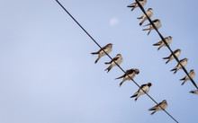 Flock Of Barn Swallows On Power Lines With A Blue Sky In Background