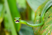 Portrait Of The Arboreal Green Vine Snake (Oxybelis Fulgidus) With Open Mouth Inside Tortuguero National Park, Costa Rica, Central America. Unsharp Background, Sharp Open Mouth.