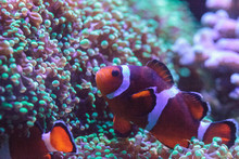 Orange And White Clownfish Anemonefish, Also Called Amphiprion, In A Green Anemone