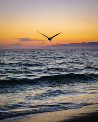 Wall Mural - Bird at Sunset