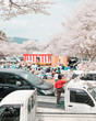 © 慎也 宮崎 - CHERRY BLOSSOM