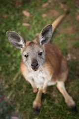 Wall Mural - Close Up of a Wallaroo