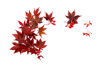 japanese red autumn maple tree leaves isolated on white background. acer palmatum